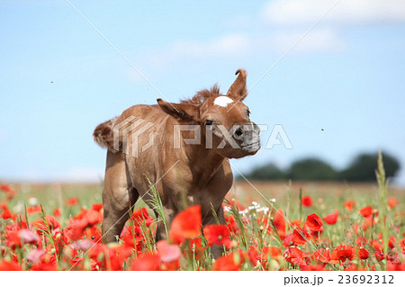 Amazing arabian foal running in red poppy field 23692312