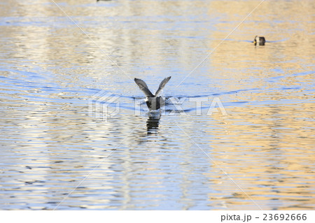 オオバン 23692666