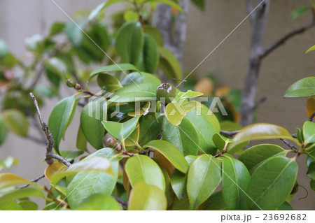 ツバキ 23692682