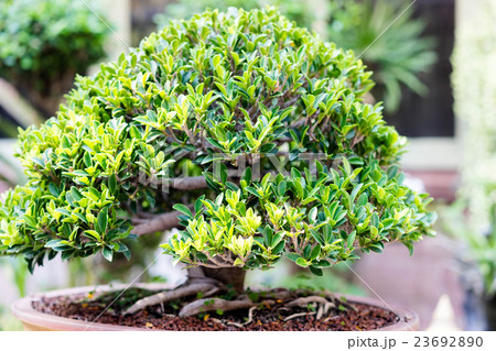bonsai banyan tree 23692890