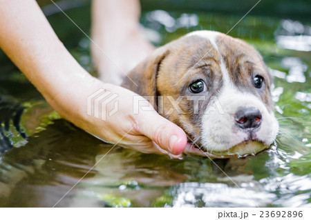 Puppy Pitbull dog Puppy Pitbull dog 23692896