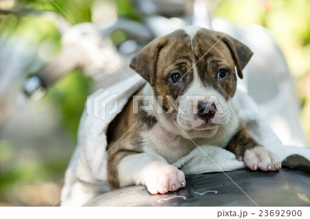 Puppy Pitbull dog Puppy Pitbull dog 23692900