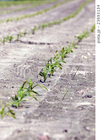 corn field. close-up   23693134