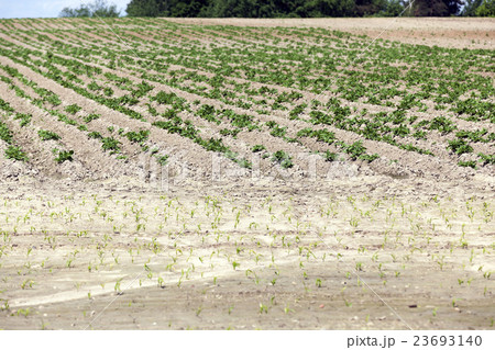 potato field, spring   23693140