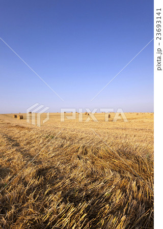 harvest of cereals 23693141