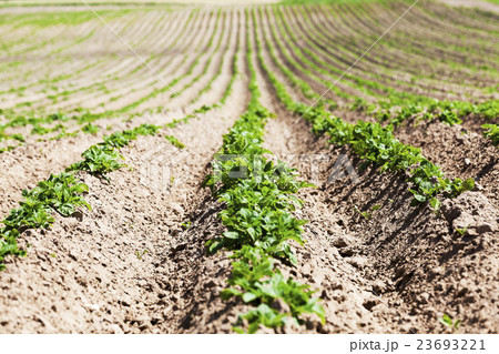 Green sprout of potato Green sprout of potato 23693221