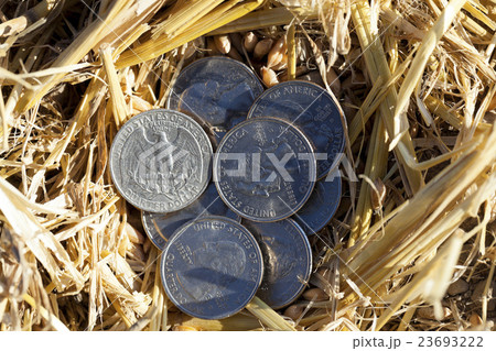 cereal farming field   23693222