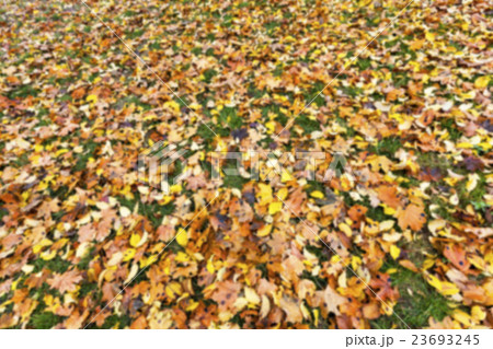 Autumn Park, overcast   23693245
