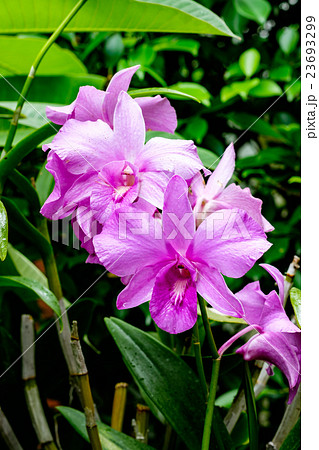 pink and white orchid pink and white orchid 23693299