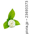 Jasmine flower isolated on white background 23693373