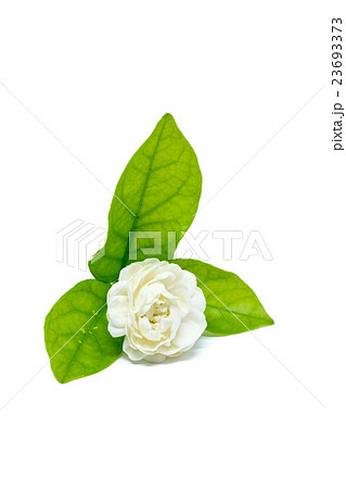 Jasmine flower isolated on white background 23693373