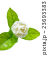 Jasmine flower isolated on white background 23693383