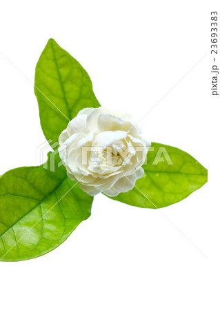 Jasmine flower isolated on white background 23693383