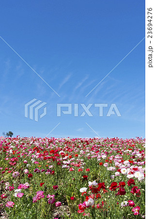 花咲く丘 23694276