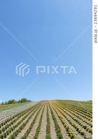 花咲く丘 23694291