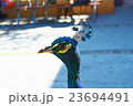 ロットネス島*鳥 23694491