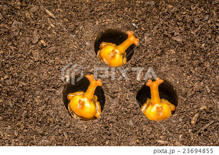 カブトムシの蛹 23694855