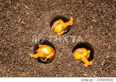 カブトムシの蛹 カブトムシの蛹 23694856