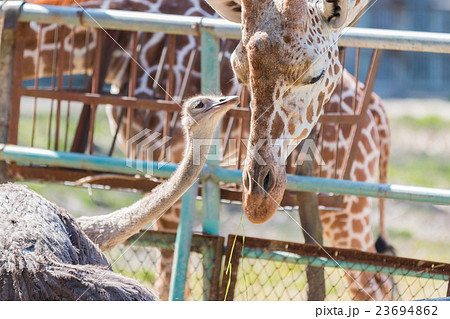 Ostrich talking something to Giraffe. cute animal. Ostrich talking something to Giraffe. cute animal. 23694862