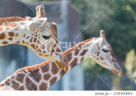 Beautiful Giraffe Close up, Giraffe in forest. Beautiful Giraffe Close up, Giraffe in forest. 23694863