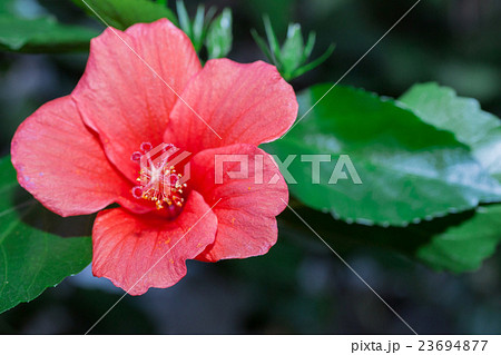 Hibiscus red flower in flower garden. 23694877