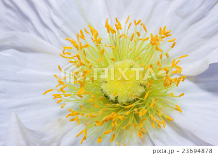 Close up of a white Iceland poppy Close up of a white Iceland poppy 23694878