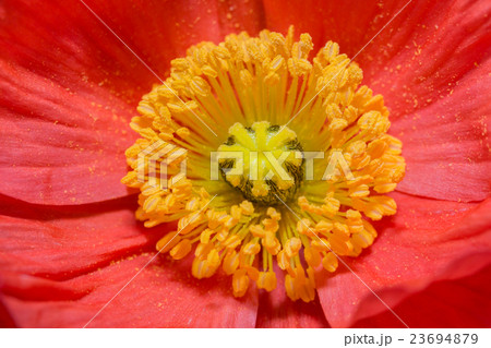 Close up of a red Iceland poppy 23694879