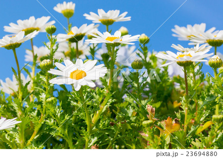 Beautiful White daisy flower with sky blue. Beautiful White daisy flower with sky blue. 23694880