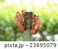 セミの抜け殻 23695079