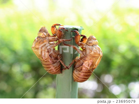 セミの抜け殻 23695079