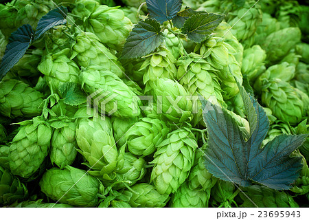hop cones hop cones 23695943