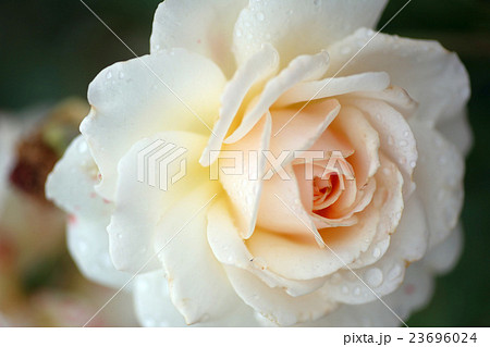 蜂ヶ峰の薔薇 蜂ヶ峰の薔薇 23696024