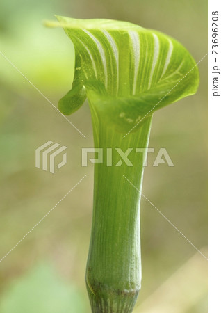 細葉天南星 23696208