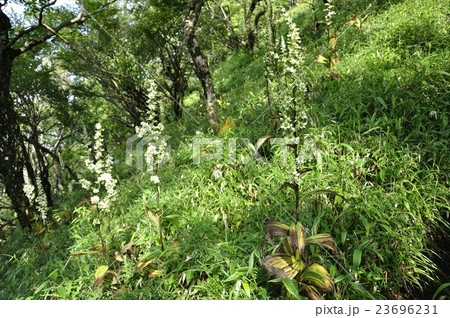 オオバイケイソウ 23696231