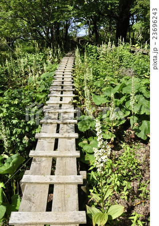オオバイケイソウの咲く登山道 オオバイケイソウの咲く登山道 23696243