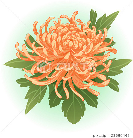orange chrysanthemum flower illustration vector 23696442