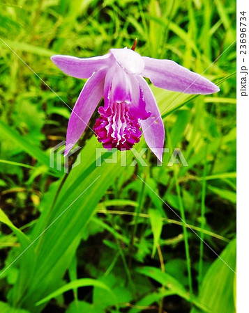シラン(紫蘭)は鉢植えでも庭植えでも楽しめ、この花ほど多くの人に愛され親しまれている蘭は他にない。 シラン(紫蘭)は鉢植えでも庭植えでも楽しめ、この花ほど多くの人に愛され親しまれている蘭は他にない。 23696734
