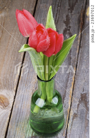 Red Tulips Red Tulips 23697012