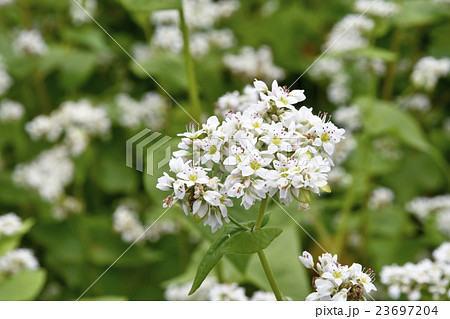 蕎麦の花 23697204