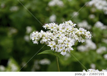 蕎麦の花 23697205