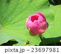 中尊寺蓮の蕾 23697981