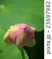 中尊寺蓮の蕾 23697982