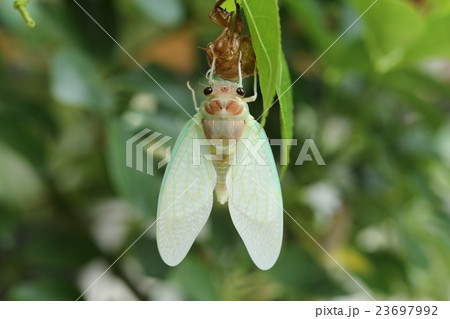 アブラゼミの羽化 アブラゼミの羽化 23697992