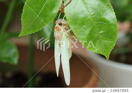 アブラゼミの羽化 23697993