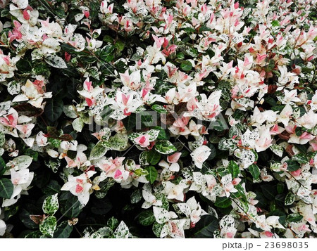 ハツユキカズラは 白やピンクの葉がカラフルで美しく 寄せ植えやハンギングなどに最適な植物である の写真素材