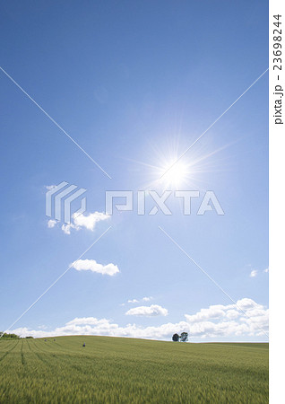 丘の畑 23698244