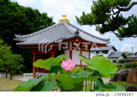 ハスの花 ハスの花 23698267