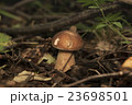 Boletus edulis in the forest. Edible mushroom 23698501