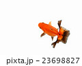 金魚15 23698827