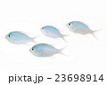 デバスズメダイ01 23698914